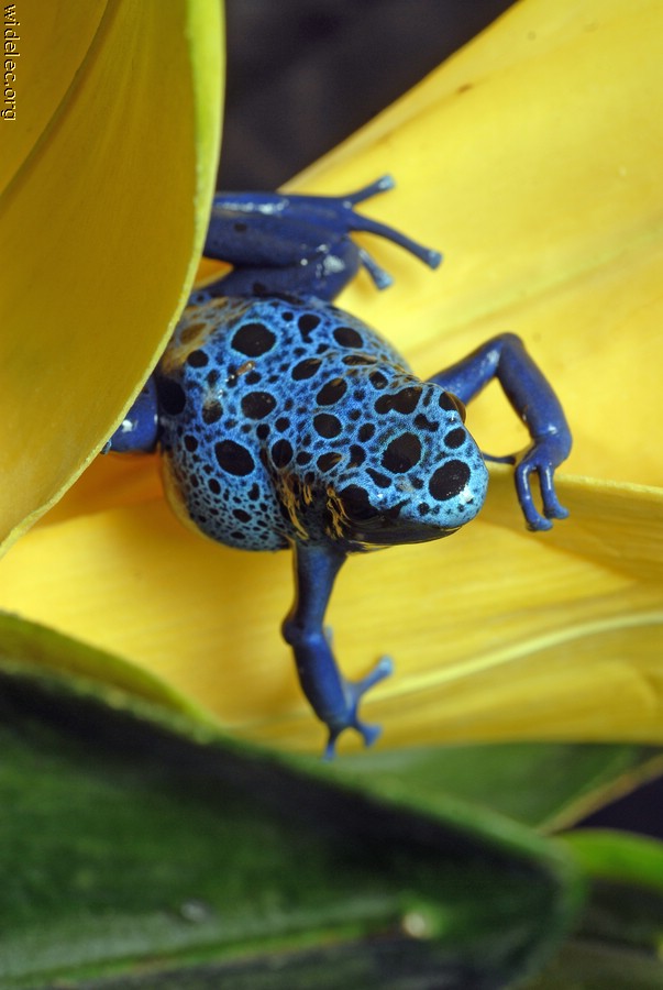 Blue frog