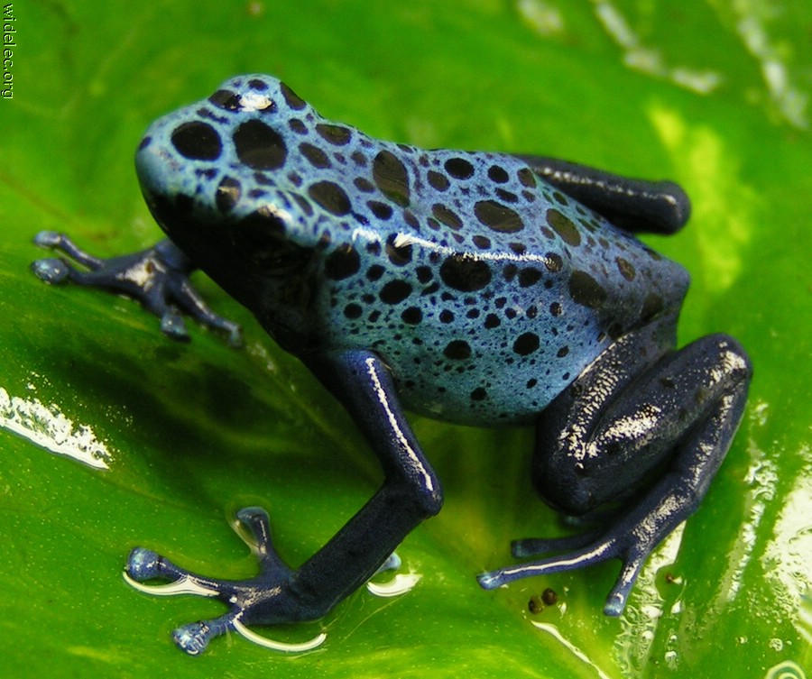 Frog blue