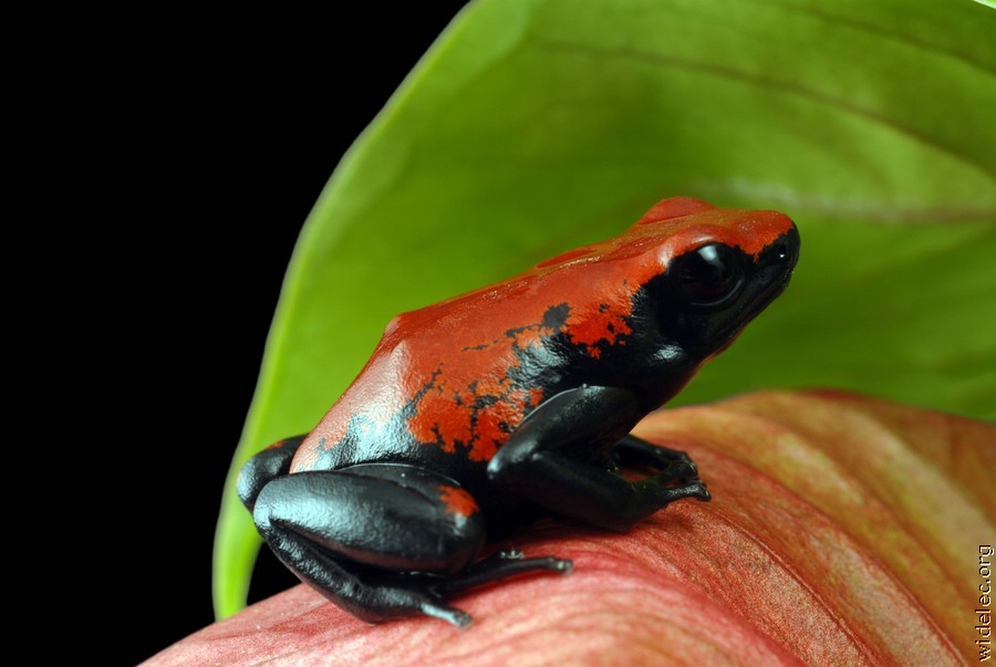 Frog with colors