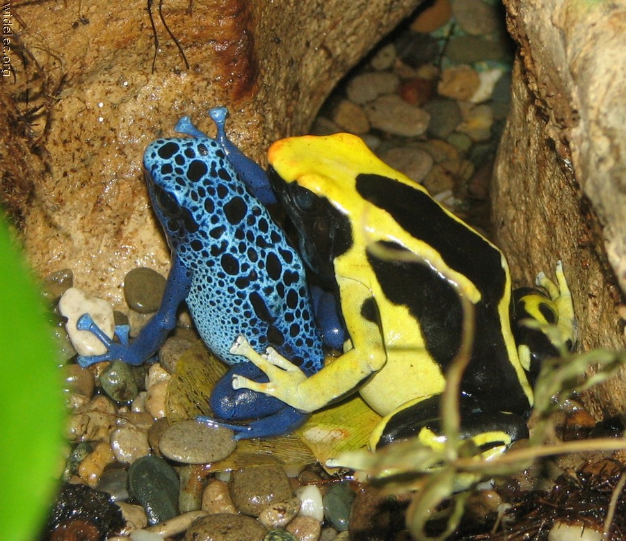Frogs of colors