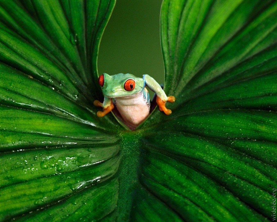 Cool! A red frog! Green frog. Surprise! Here is a cute green frog!