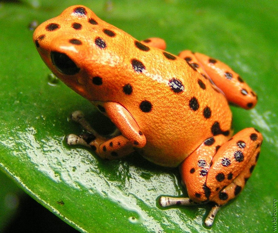 Orange frog