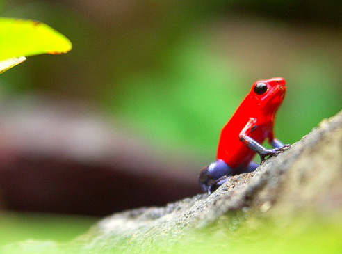 Cool! A red frog!