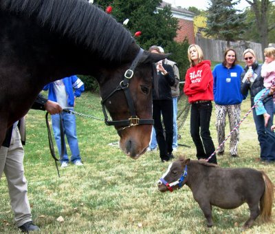 funny horse. The smallest horse!