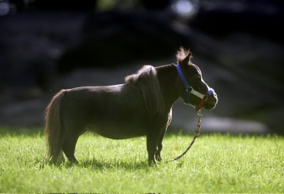 world smallest horse