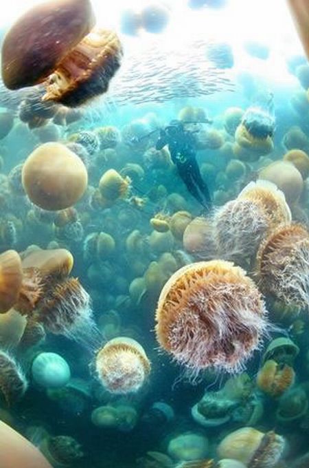 giant jellyfish picture