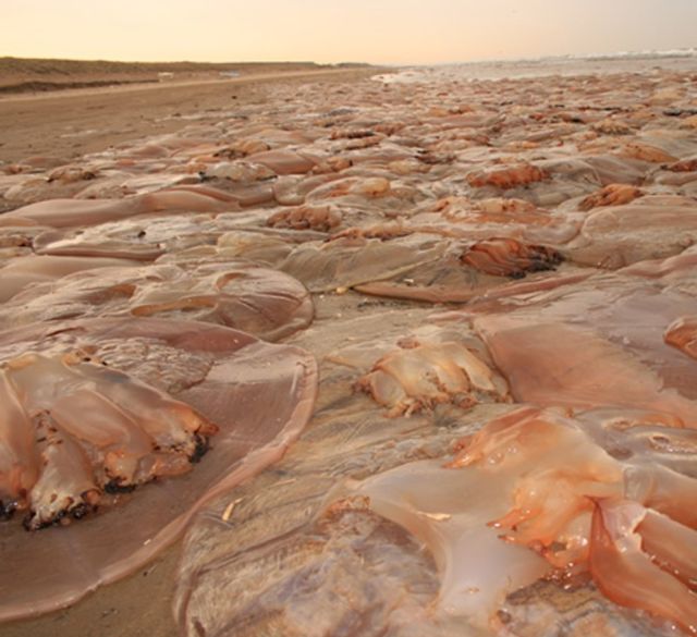 japan jellyfish