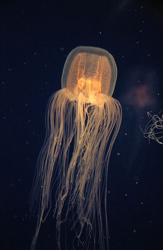 jellyfish-light.jpg