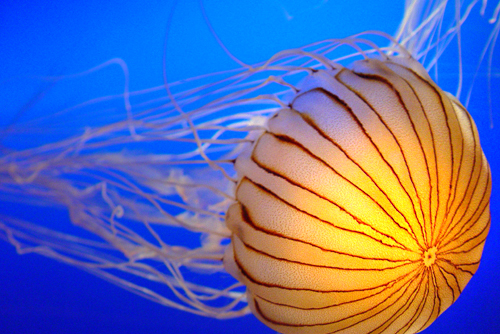 long beach island land journal moon jellyfish