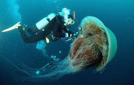 skydiver-jellyfish.j