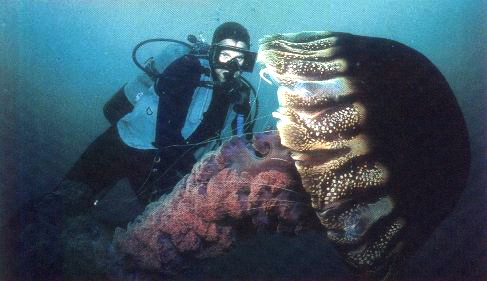 skydiver close to a jellyfish