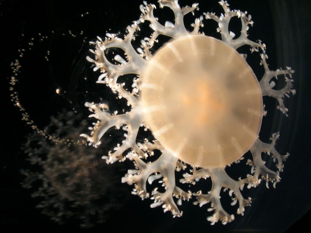 picture of a white jellyfish