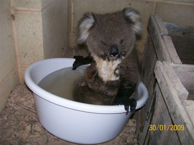 koala in Australia