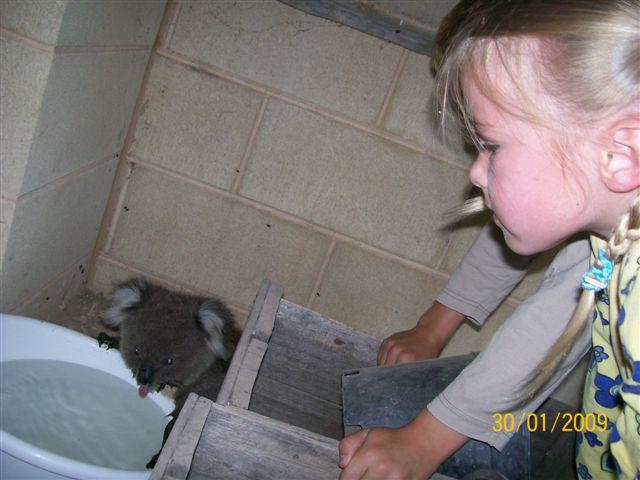 Water for a koala