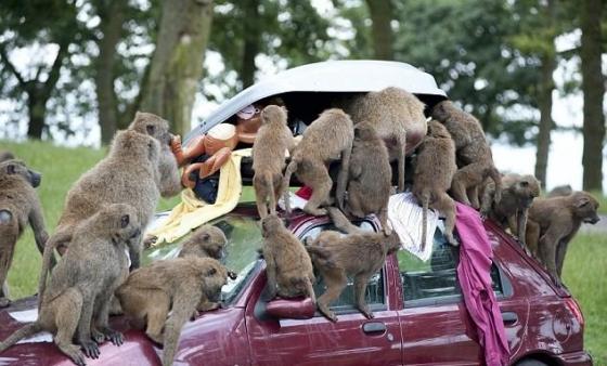 Funny baboons