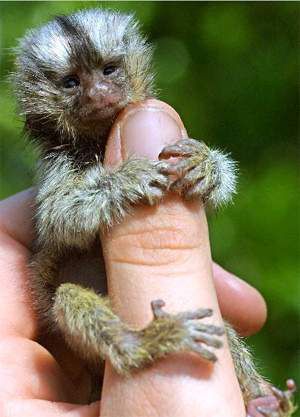 Finger monkey