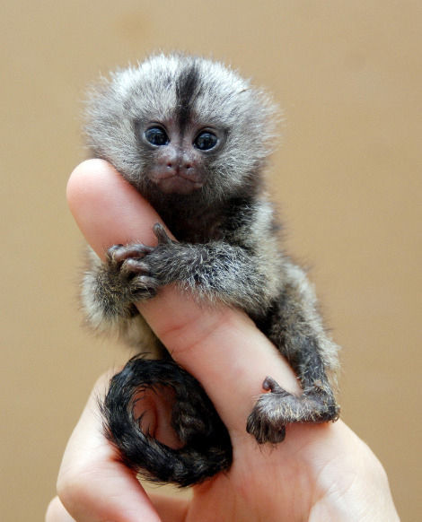 pygmy marmoset