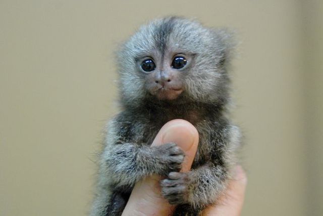 small finger monkey