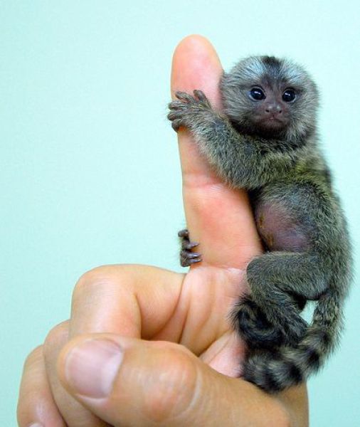 small monkey