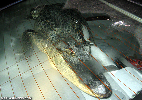 Alligator
