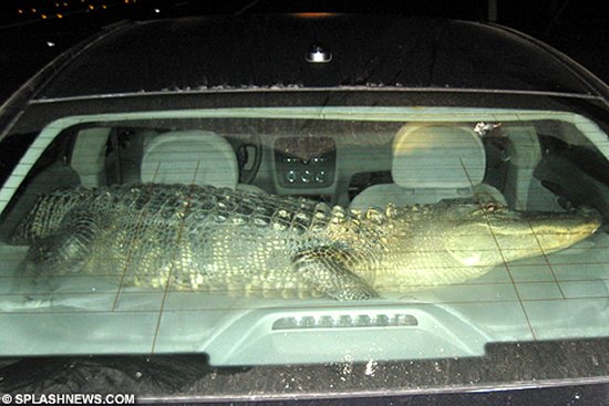 Pet alligator