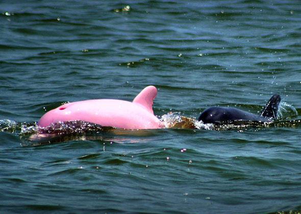 a pink dolphin
