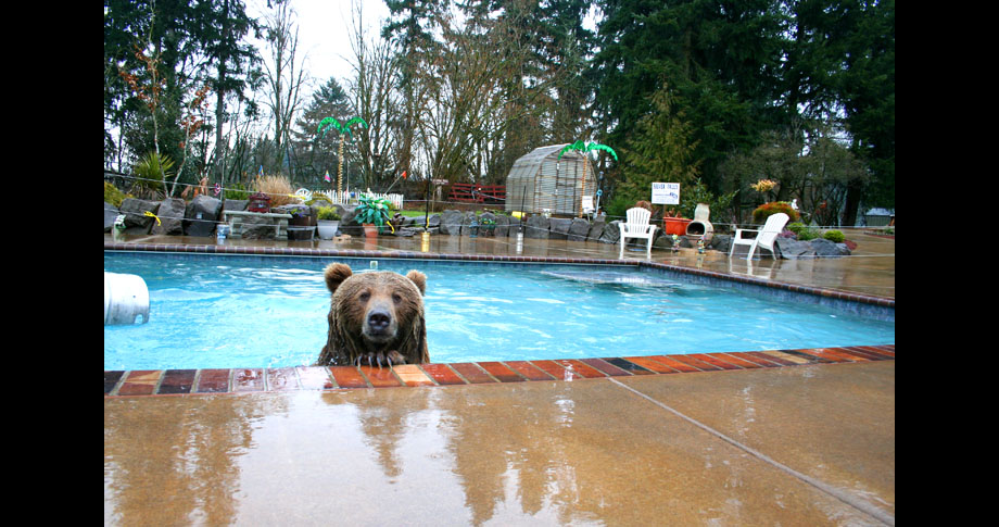 Bear pool