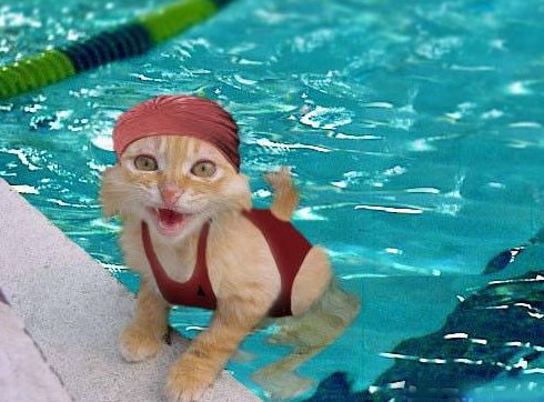 Cat in pool