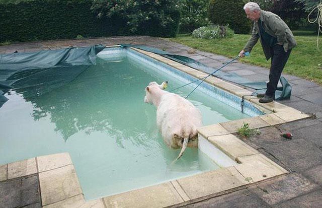 cow pool