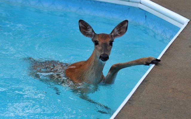 Deer pool