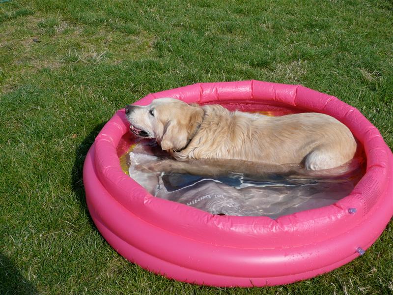 dog pool