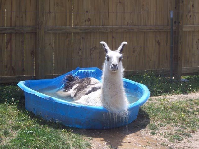 lama pool