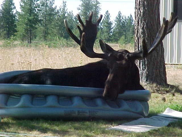 moose pool