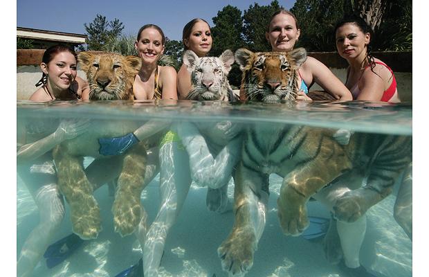 tigers pool