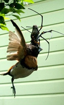 Bird with spider