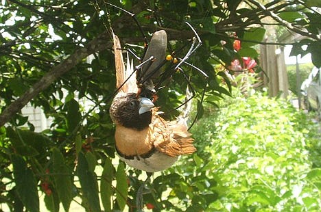 golden-orb-weaver.jpg