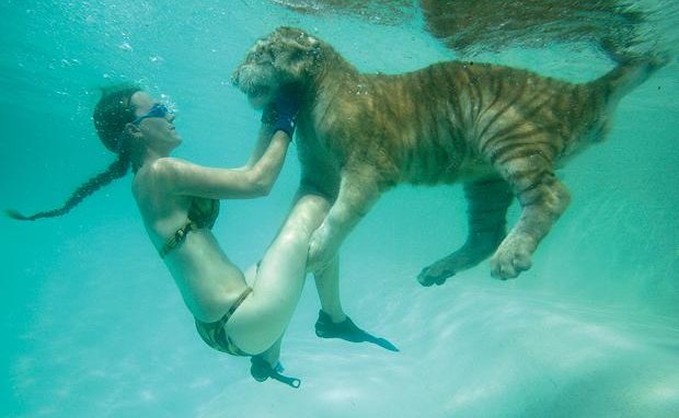 Swimming with tigers