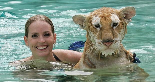 Tiger in water