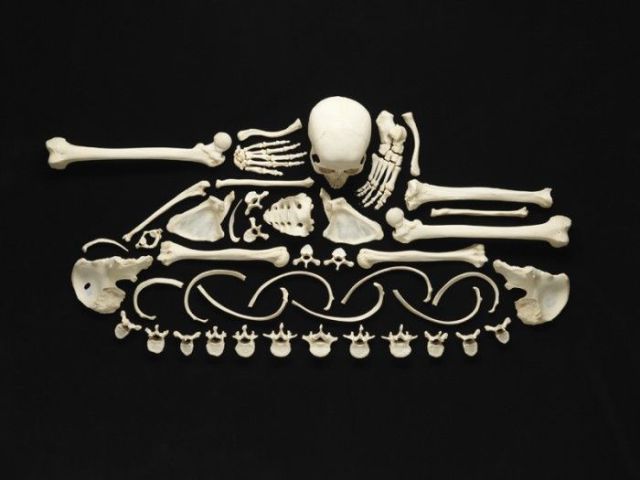 art human bones