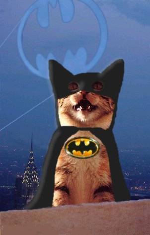 cat wearing a batman suit