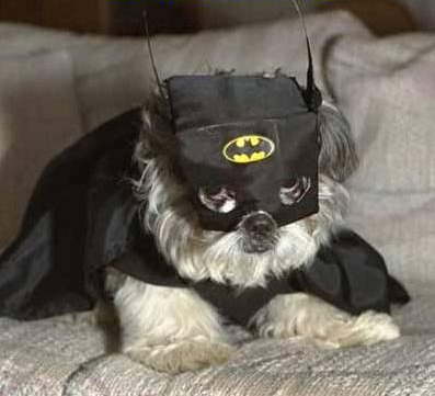 BatDog