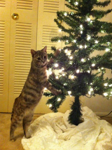 Cat Christmas Tree