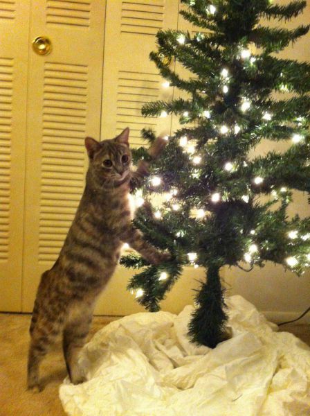 Cat Christmas Tree