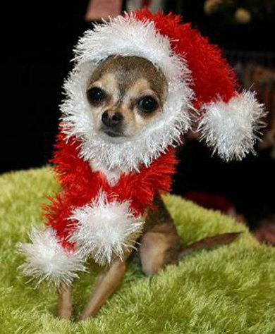 chiuahua Chrsitmas dog