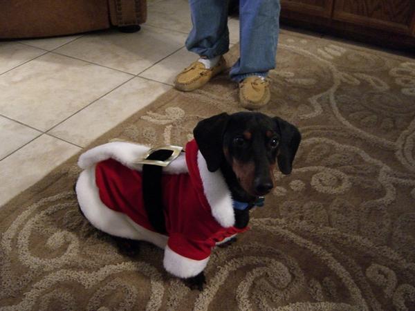 Christmas Dog