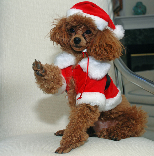 Dog Christmas 