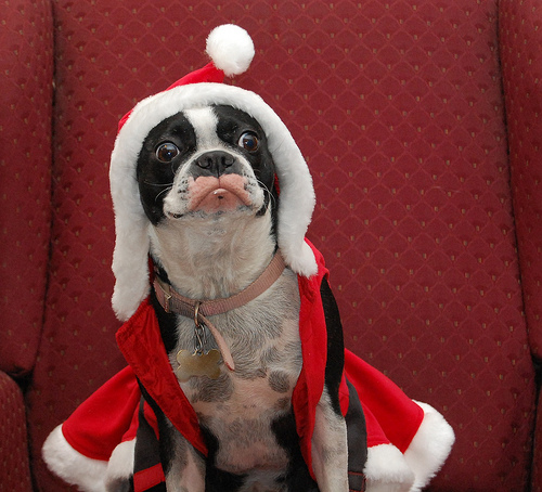 happy-dog-christmas.jpg