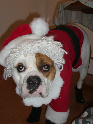 Funny Christmas Dogs!