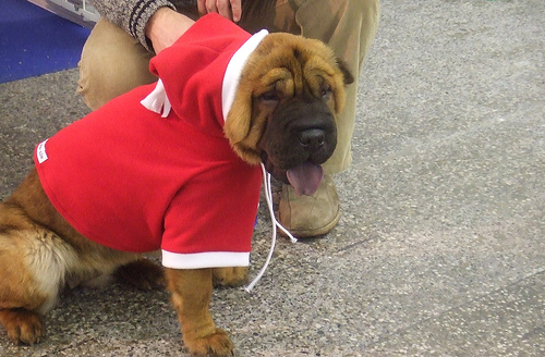 Santa dog