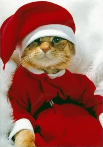 Funny Santa Pictures on Funny Images Of Christmas